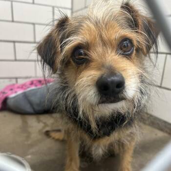 Mixed Breed Dogs Available for Adoption in Greenville, Pennsylvania - Scotty | PetCurious
