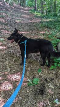 Mystic -  Shepherd and Mixed Breed Dog for Adoption in Atlanta, Georgia - Mystic | PetCurious