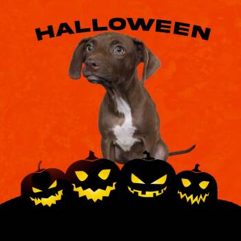 Rescue Chocolate Labrador Retriever Dogs for Adoption in Dallas, Georgia - Mocha | PetCurious