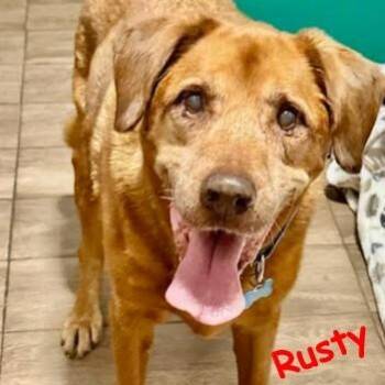 Rusty -  Labrador Retriever Dog for Adoption in Palm Harbor, Florida - Rusty | PetCurious