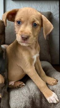Eeyore -  Labrador Retriever and Terrier Dog for Adoption in Cottonwood, Arizona - Eeyore | PetCurious