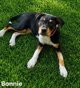 Bonnie Kelly -  Catahoula Leopard Dog and Hound Dog for Adoption in El Dorado, Arkansas - Bonnie Kelly | PetCurious