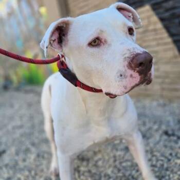 Tank -  Pit Bull Terrier Dog for Adoption in Turlock, California - Tank | PetCurious