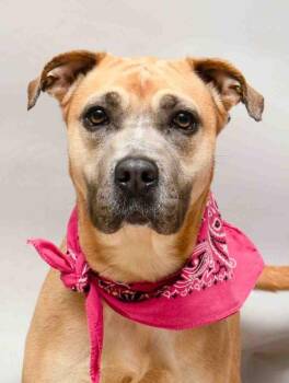 Terrier Dogs Available for Adoption in Sanford, Florida - Tulip | PetCurious