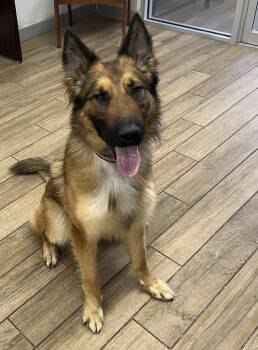 Belgian Shepherd Malinois Dogs Available for Adoption in Rowlett, Texas - Capone | PetCurious