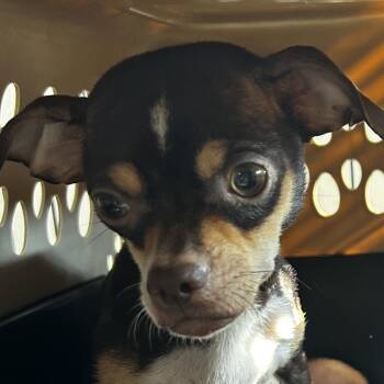 Honey Lemon -  Mixed Breed Dog for Adoption in Leander, Texas - Honey Lemon | PetCurious