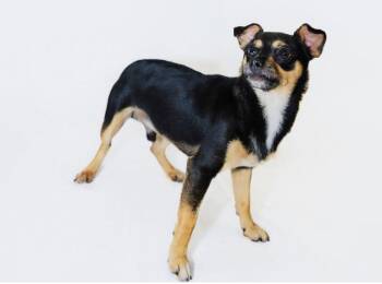 Chase -  Chihuahua Dog for Adoption in York, South Carolina - Chase | PetCurious