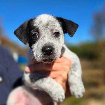 CT Spotted Bat avail Oct 31 -  Australian Cattle Dog Blue Heeler and Labrador Retriever Dog for Adoption in Eastford, Connecticut - CT Spotted Bat Avail Oct 31 | PetCurious