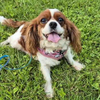 Smidge -  Cavalier King Charles Spaniel Dog for Adoption in Cincinnati, Ohio - Smidge | PetCurious