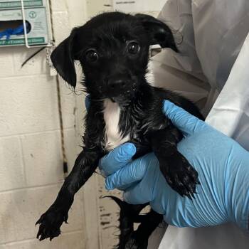 Dorothy -  Terrier Dog for Adoption in Edinburg, Texas - Dorothy | PetCurious