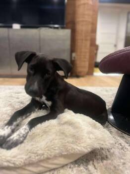 Rescue Pointer Dogs for Adoption in VERNON ROCKVL, Connecticut - Shelby | PetCurious