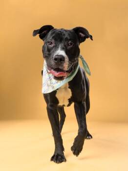Bunsen -  Mixed Breed Dog for Adoption in Atlanta, Georgia - Bunsen | PetCurious