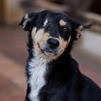 Italian Greyhound and Miniature Pinscher Dogs Available for Adoption in New York, New York - Estel | PetCurious