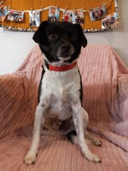 Asiago -  Chihuahua and Rat Terrier Dog for Adoption in Phoenix, Arizona - Asiago | PetCurious