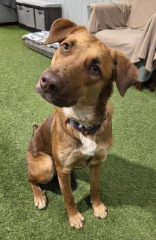 Rescue Shepherd Dogs for Adoption in Racine, Wisconsin - Topanga Grace | PetCurious