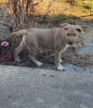 2 puppies -  Labrador Retriever Dog for Adoption in Cloverdale, Indiana - 2 Puppies | PetCurious