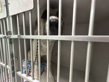 Rescue Great Pyrenees and Anatolian Shepherd Dogs for Adoption in Ocala, Florida - BEETHOVEN | PetCurious