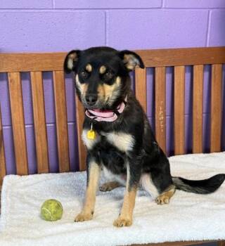 **FREYA** -  Corgi and Australian Cattle Dog Blue Heeler Dog for Adoption in North Prairie, Wisconsin - **FREYA** | PetCurious