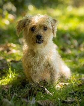 GAWAIN (0206) -  Maltipoo Dog for Adoption in Bridgeport, Connecticut - GAWAIN (0206) | PetCurious