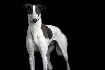 Lionel -  Greyhound Dog for Adoption in Augusta, Maine - Lionel | PetCurious