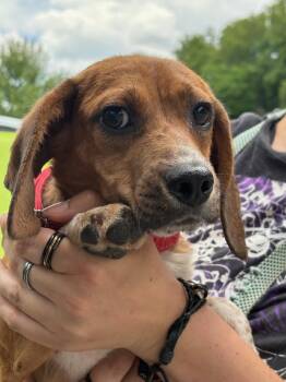 Beagle Dogs Available for Adoption in Fincastle, Virginia - Scottie | PetCurious