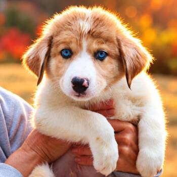 CT Mint avail Oct 24 (Scarecrow Festival- Somers, CT) -  Australian Shepherd Dog for Adoption in Stormville, New York - CT Mint Avail Oct 24 (Scarecrow Festival- Somers, CT) | PetCurious
