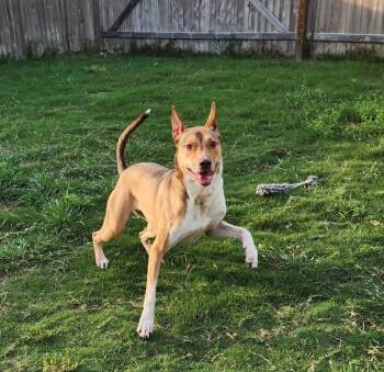 Kai -  Shepherd Dog for Adoption in Martinez, California - Kai | PetCurious