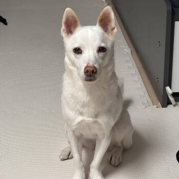 Shiba Inu and Jindo Dogs Available for Adoption in Danvers, Massachusetts - Delta | PetCurious
