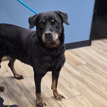 AHNJ-Stray-123751 -  Rottweiler Dog for Adoption in Newark, New Jersey - AHNJ-Stray-123751 | PetCurious