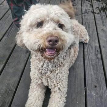 Henry -  Labradoodle Dog for Adoption in Grafton, Ohio - Henry | PetCurious