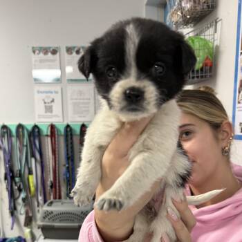 Mixed Breed Dogs Available for Adoption - Dolphin | PetCurious