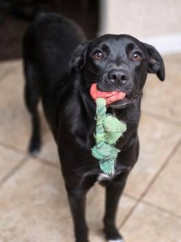 NANCY -  Labrador Retriever Dog for Adoption in Beaumont, California - NANCY | PetCurious