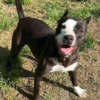 American Staffordshire Terrier Dogs Available for Adoption in Lynchburg, Virginia - Amber | PetCurious