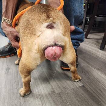 YORK-Stray-16082 -  French Bulldog Dog for Adoption in York, Pennsylvania - YORK-Stray-16082 | PetCurious