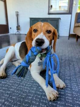 Walden -  Beagle Dog for Adoption in Minneapolis, Minnesota - Walden | PetCurious