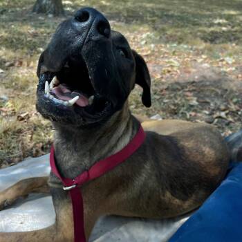 ROGER -  Shepherd Dog for Adoption in Chicopee, Massachusetts - ROGER | PetCurious