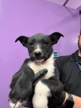 Shepherd and Mixed Breed Dogs Available for Adoption in El Paso, Texas - BW. | PetCurious