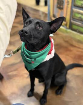 Labrador Retriever Dogs Available for Adoption - Johnny | PetCurious