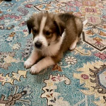 Timmy -  Anatolian Shepherd and Bernese Mountain Dog Dog for Adoption - Timmy | PetCurious