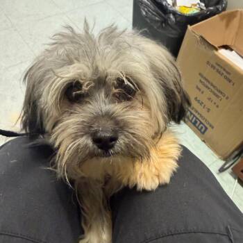 Cherry -  Maltese Dog for Adoption in Philadelphia, Pennsylvania - Cherry | PetCurious