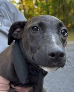 Grace -  Labrador Retriever Dog for Adoption in Salisbury, Maryland - Grace | PetCurious