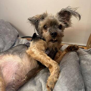 Yorkshire Terrier Dogs Available for Adoption in San Francisco, California - Cowabunga 13974 | PetCurious