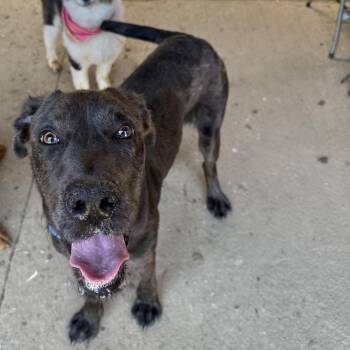 Yogi -  Great Dane and Labrador Retriever Dog Available for Adoption in Fries, Virginia - Yogi | PetCurious