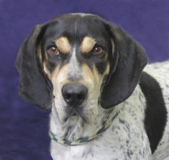 Foghorn -  Bluetick Coonhound Dog for Adoption in Lexington, Virginia - Foghorn | PetCurious