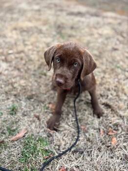 Terrier and Labrador Retriever Dogs Available for Adoption - Harper | PetCurious