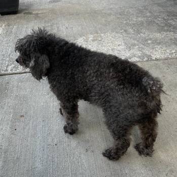 Poodle Dogs Available for Adoption - Smokie | PetCurious