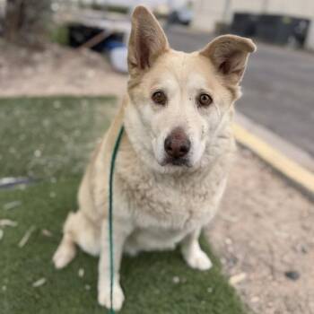 German Shepherd Dog Dogs Available for Adoption in Bullhead City, Arizona - DAISY | PetCurious