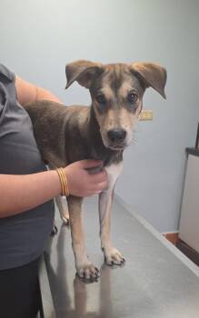 Wilson -  Beagle Dog for Adoption in Albion, New York - Wilson | PetCurious