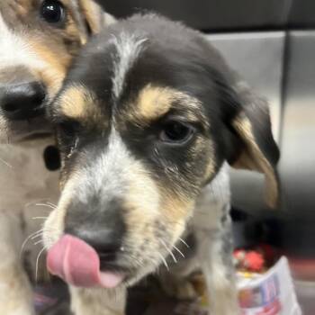 Mixed Breed Dogs Available for Adoption in Corbin, Kentucky - Beretta | PetCurious