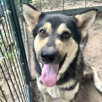 Lady -  German Shepherd Dog Dog for Adoption in Conroe, Texas - Lady | PetCurious